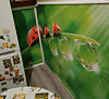 samolepiaca tapeta na stenu lienky, rozmer  270x145cm